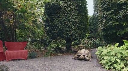 Pink Martini & The von trapps - Dream a little dream