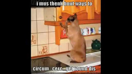 Много Смешни Котки 2!