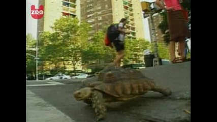 Man Walks Tortoise