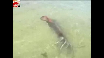 Морско течение изхвърля животни