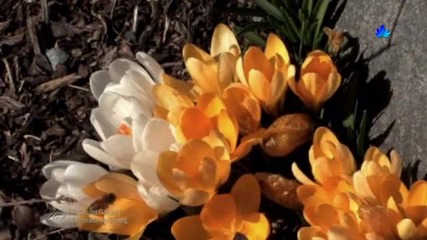 Secret Garden - Serenade to Spring