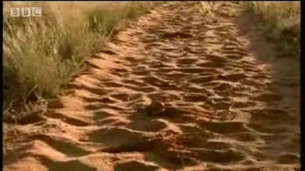 африканската пустиня - Bbc Wildlife 