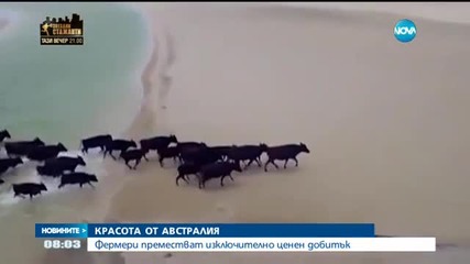 Кадри от въздуха: Фермери преместват изключително ценен добитък