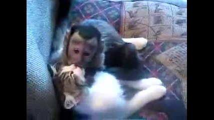 Влюбени котка и маймуна