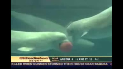 Делфин Прави Кръгчета С Устата Си