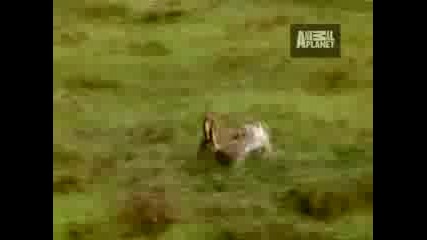 Ultimate Animal Moms - Moms Lessons