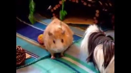 Tribute Cute Guinea Pigs Jumping for Parsley! 