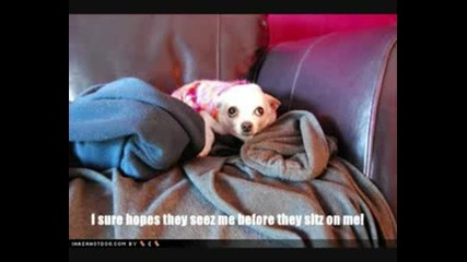 Funny Dogs 1