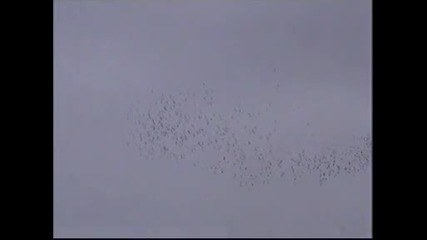 Suelta Palomas Sant Sandurni 2010