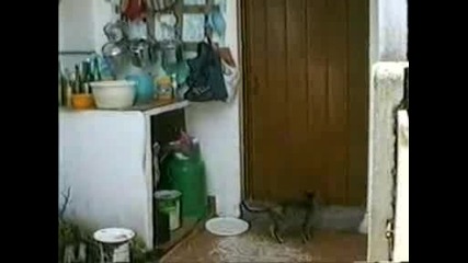 Котка отваря врата