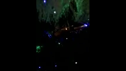 Нaшaтa коледнa елхa