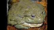 World's Biggest Frog