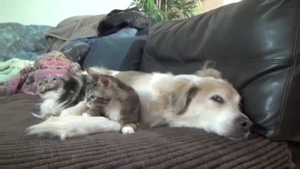 Палаво котенце едва успя да се намести до голямото куче за сладка следобедна дрямка