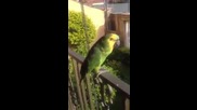 Папагал имитира плачещо бебе - смях