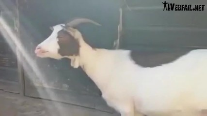 Broken Goat _ Goat Sound Fail