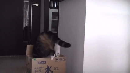 Шантаво Дебело Коте - Мару