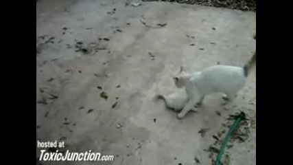 Котка пази малко коте от куче 