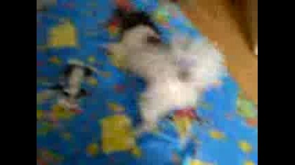 Mov00002.3gp