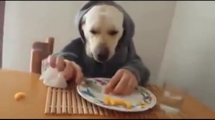 Dog Having Lunch - Epic Win
