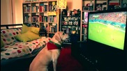 Куче гледа Световната Купа 2014. Той е фен на.?