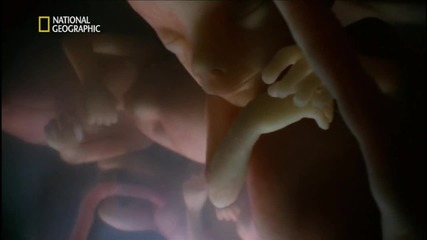 В утробата: Близнаци, тризнаци, четиризнаци