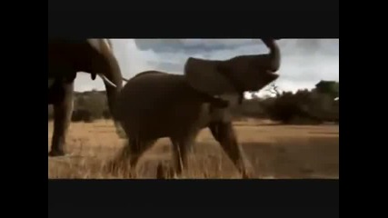 Fifa animals 