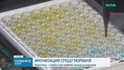 Здравните власти с мерки след първото огнище на морбили у нас