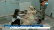 Обучават кучета да помагат на диабетици