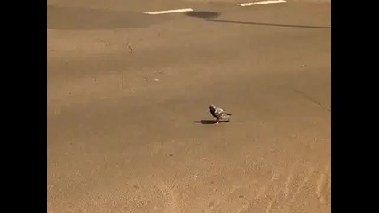 Този гълъб е голям късметлия!