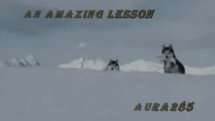 Wolves-an Amazing Lesson