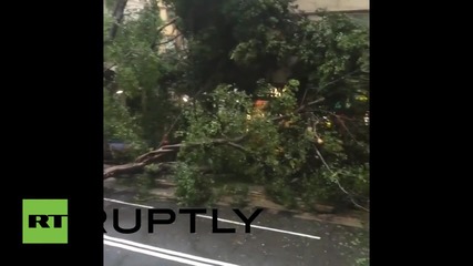 Hong Kong: Gigantic tree falls in central Hong Kong