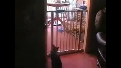 Коте акробат