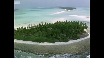 Bbc - Гърбата риба - папагал - Изключителен екземпляр 