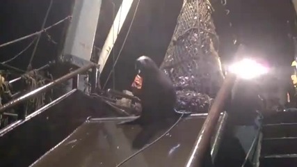 Ето как руски рибари гонят случайно уловил се тюлен от кораба си