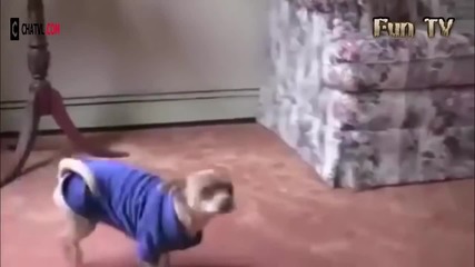 Компилация Смях ! Funny videos -the most playful dogs in 2015