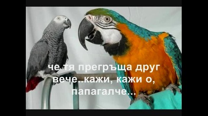 [превод] Lefteris Pantazis - O, papagalos