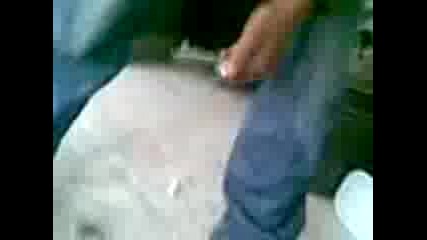 Nai - Smeshnoto 