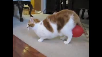 Наелектрезирана котка