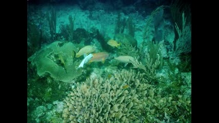 Florida Keys Scuba Diving