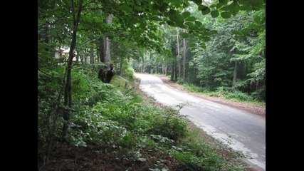 Rally Bulgaria 2010 Dani Sordo