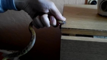 Vid_20141101_играчка-змия