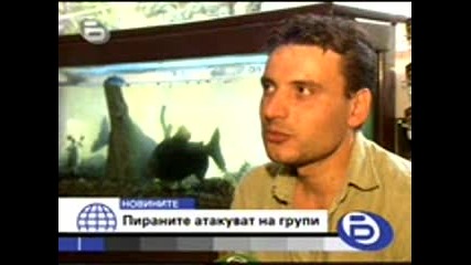 Отново Хванаха Пираня До Габрово 