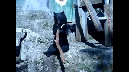 Мечка Нинджа 