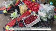 Цената на черешите в Цалапица, Пловдив и Лондон: Плодът става все по-скъп
