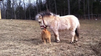 Котка и Пони са приятели