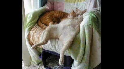 Animal sex 