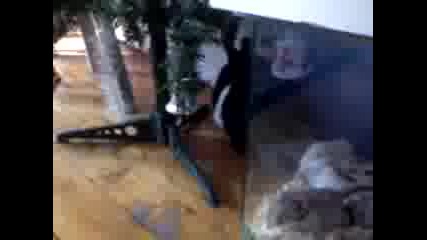 Моето зайче