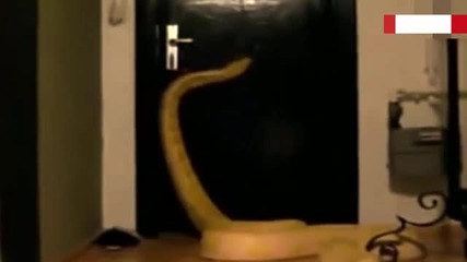 Змия отваря врати