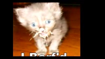 Funny Picture On Animals Part 2