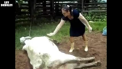 Руска крава нокаутира жена